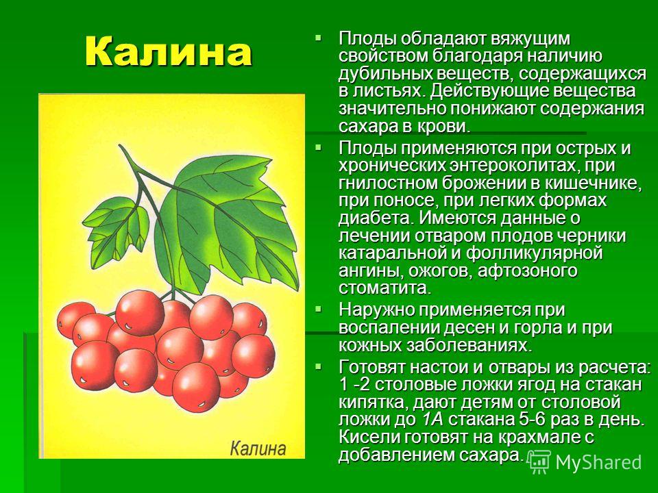 Калина польза и вред для здоровья. Калина ягода витамины. Предложение про калину ягоду. Химический состав ягод калины. Какие витамины содержатся в ягодах калины.