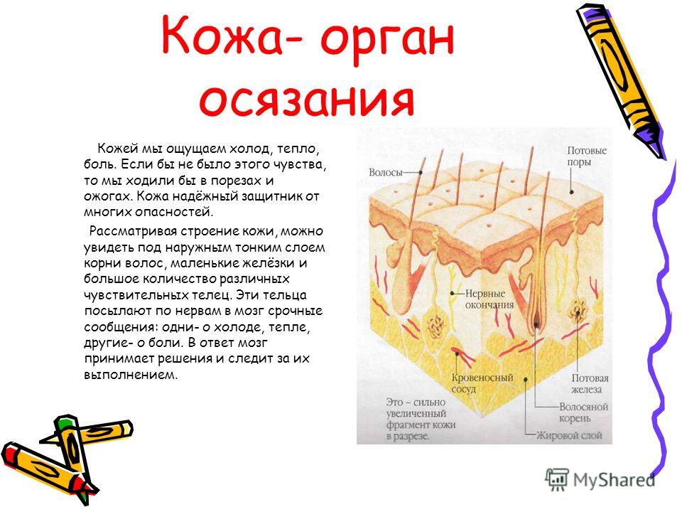 Почему кожа человека. Органы чувств кожа доклад. Кожа орган осязания 3 класс доклад. Органы осязания кожа строение и функции. Кожа орган осязания доклад.