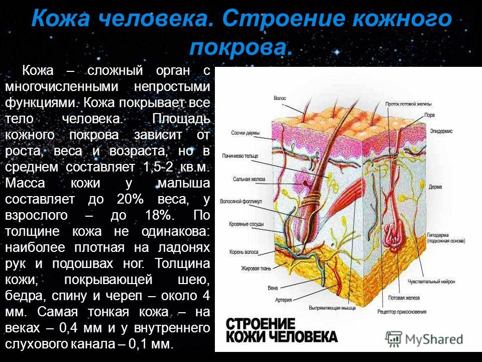 Кожа является