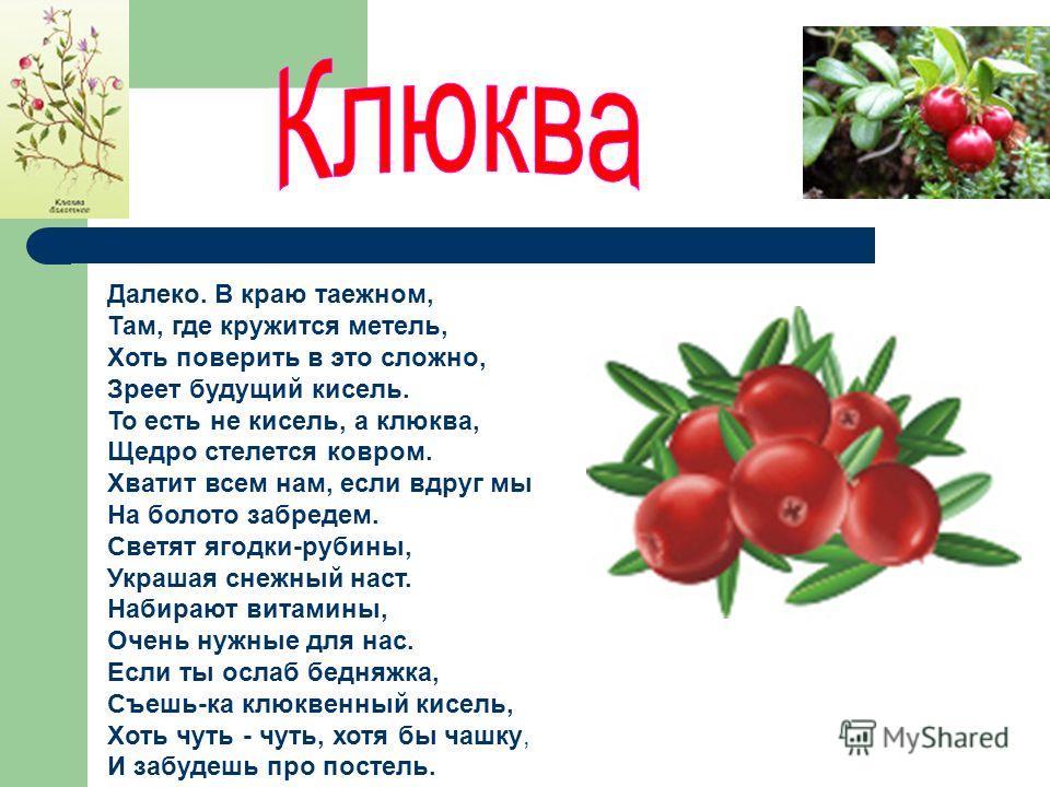 Клюква от чего. Факты о клюкве. Содержание витамина с в клюкве. Какие витамины есть в клюкве. Какие витамины содержатся в клюкве.