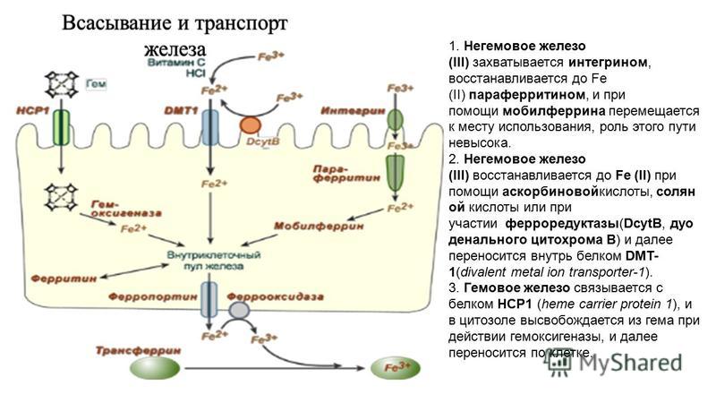 Схема метаболизма железа в организме