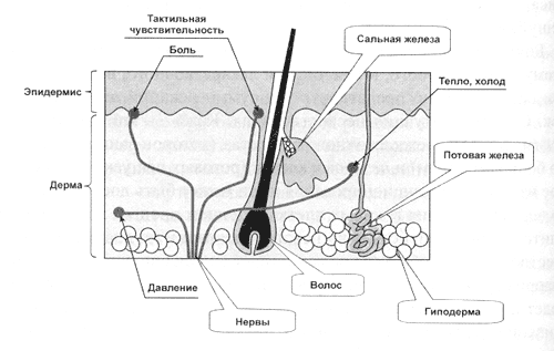 Строение кожи рисунок 8 класс
