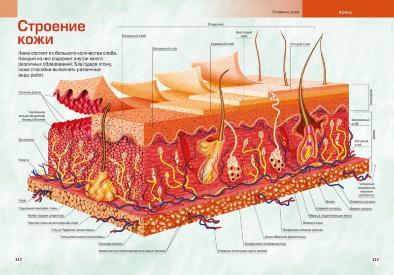 План строения кожи