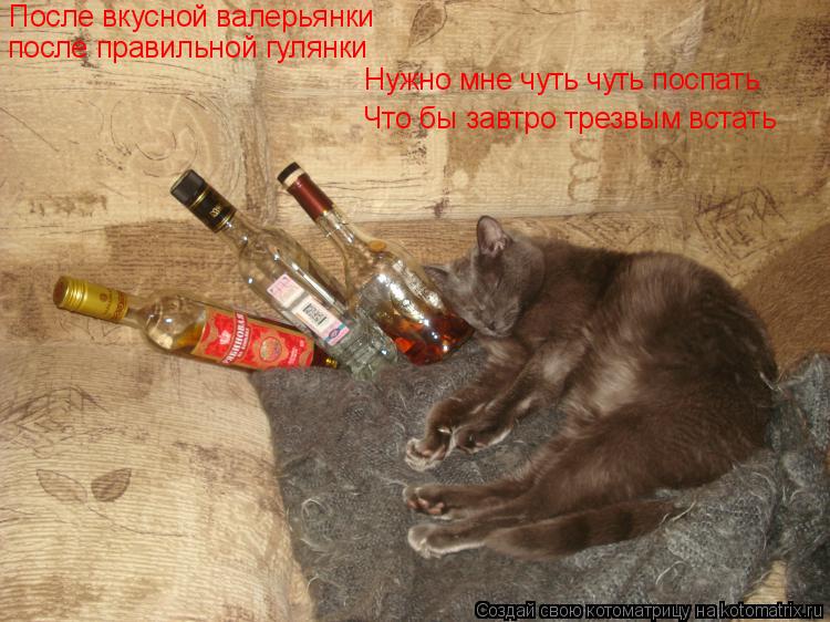 Картинки после пьянки. Кот напился валерьянки. После гулянки картинки. Кот выпил валерьянку. Пожелания после гулянки.