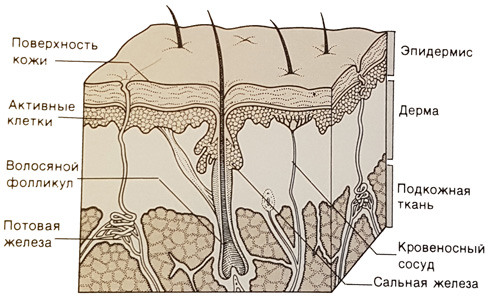 Строение кожи рисунок 8 класс с подписями