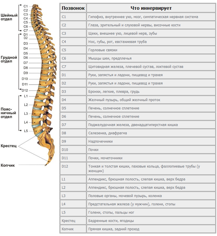 Позвоночник человека таблица. Шейный отдел позвонки с4-с7. Иннервация грудного отдела позвоночника. 4 Позвонок грудного отдела позвоночника. Схема иннервации позвоночника сегменты.