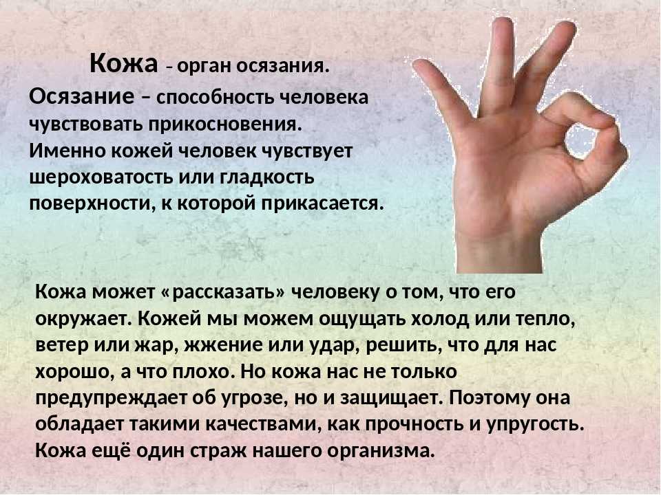 Кожа это орган. Осязание. Органы осязания у человека. Кожа орган осязания. Органы чувств осязание.