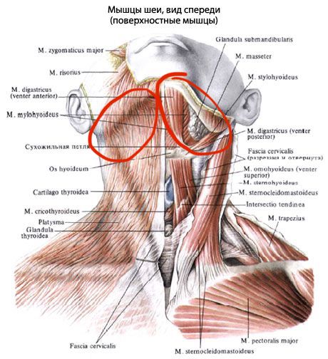 Поверхностные мышцы шеи сзади