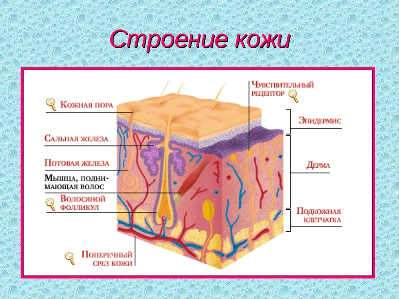 Слой кожи название строение функции. Эпидерма дерма гиподерма. Строение кожи 3 слоя. Строение кожи анатомия. Схема строения кожи структура.