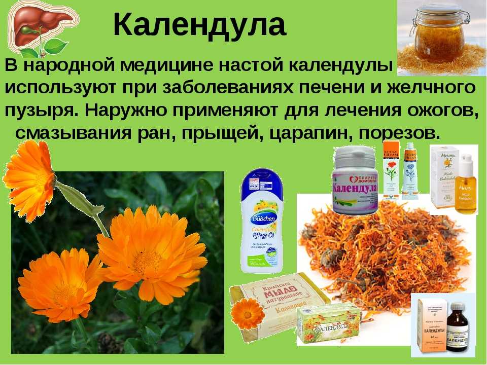 Цветки календулы для чего. Calendula officinalis препараты. Лечебная трава календула. Calendula (календула) лекарственная средства. Календула лекарственная описание растения для чего.