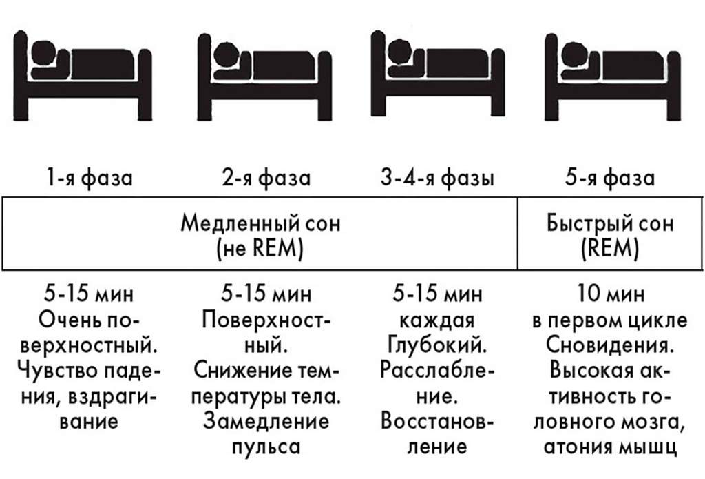 Схема сна по часам таблица