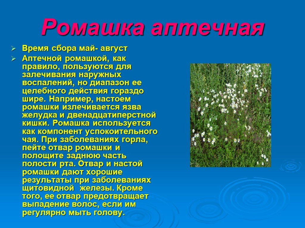 Лекарственное растение ромашка доклад. Презентация на тему лечебные растения. Описание растения. Сообщение на тему лекарственные травы. Лекарственные растения презентация.