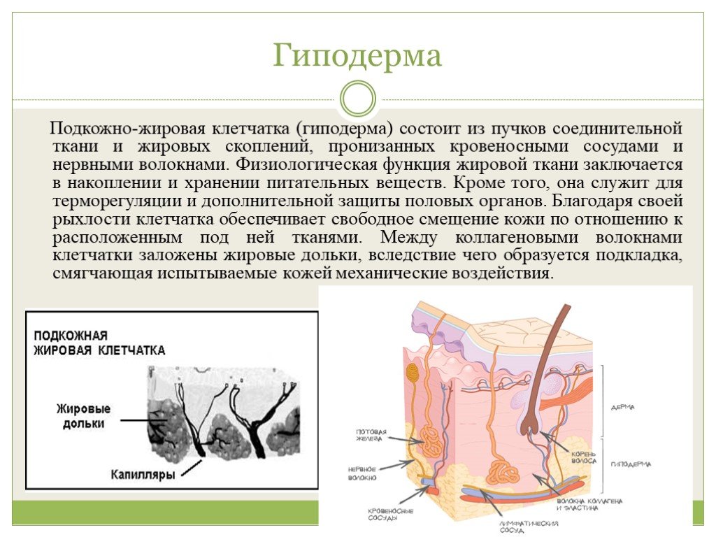 Подкожно жировая клетчатка картинка