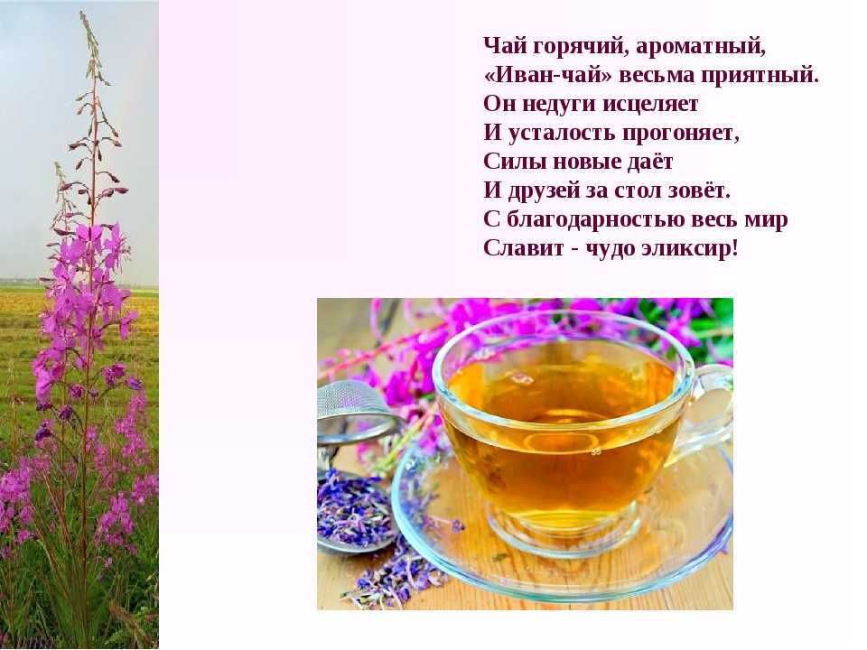 Иван чай лечебные свойства фото как выглядит цветок