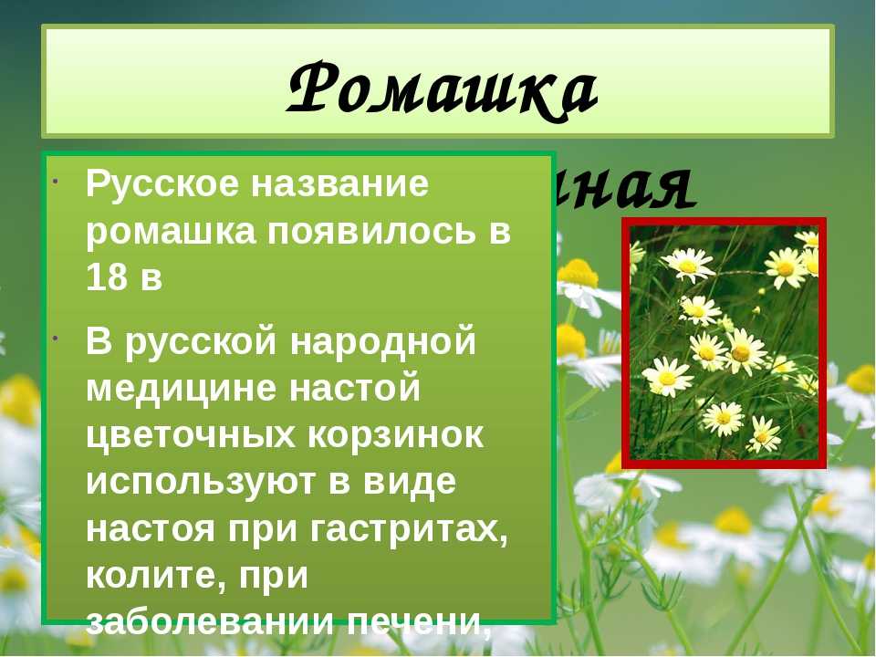 Описание ромашки 3 класс по русскому языку
