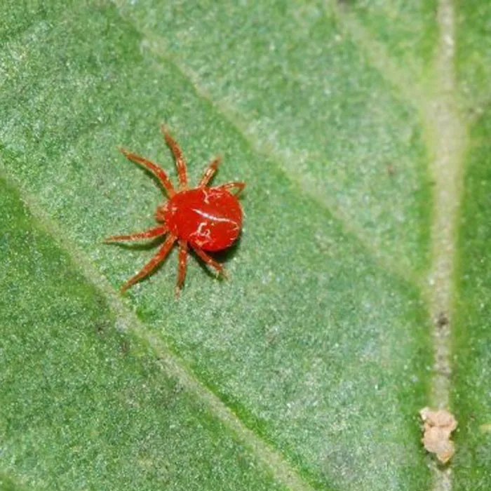 Клещ это паукообразное. Красный клещ Энцефалитный. Оранжевый паутинный клещ. Красный паутинный клещ маленький. Паутинный клещ красный паучок.