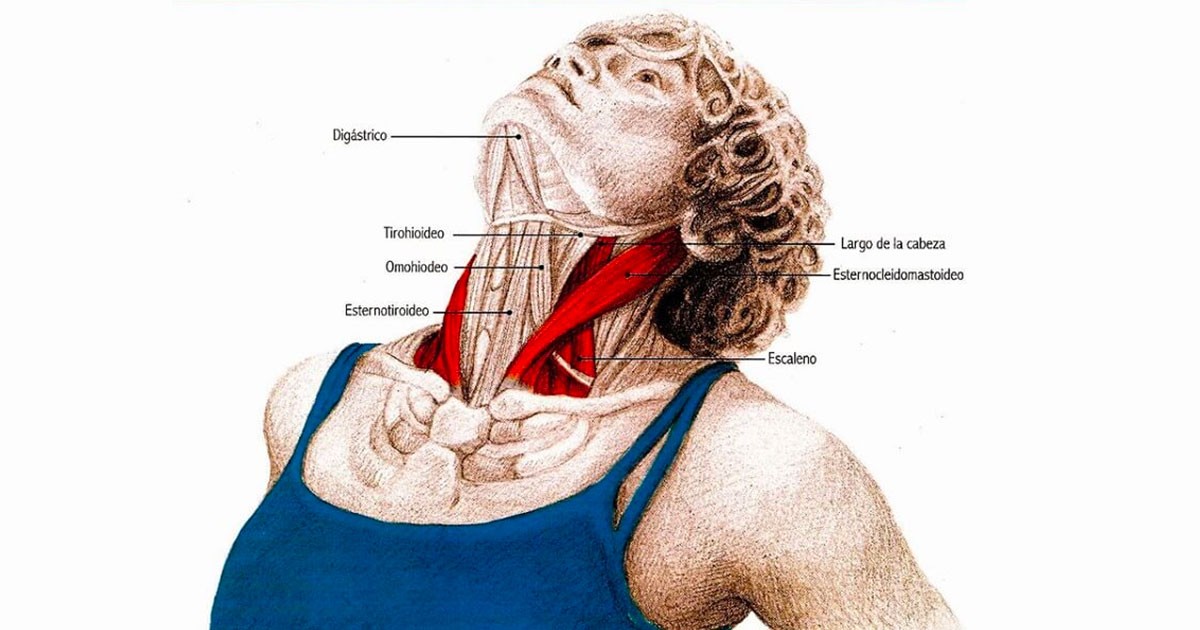 Тянет шею справа. Мышцы шеи. Растяжка передней части шеи. Упражнения для мышц шеи. Растяжка лестничных мышц шеи.