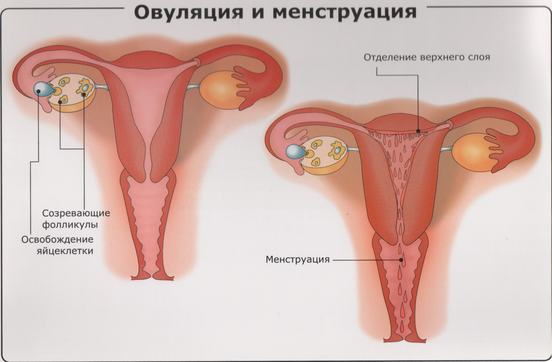 Почему у женщин месячные. Женская менструация фото.