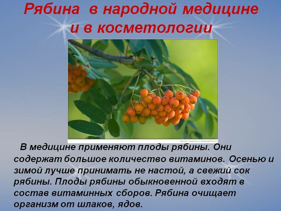 Давать плоды результаты. Рябина обыкновенная плоды. Лекарственные травы рябина. Рябина красная плоды. Рябина полезные свойства.