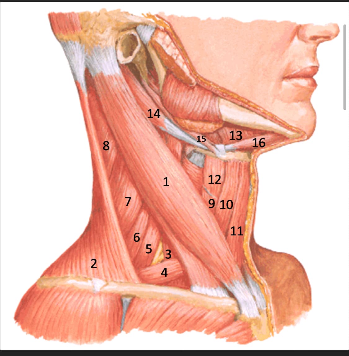 Подъязычная складка. Треугольник Пирогова Неттер. Мышцы шеи. Мышцы шеи анатомия. Сухожилия на шее.
