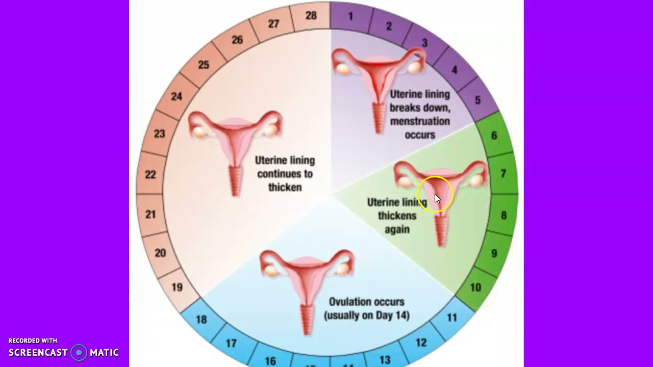 Через что можно забеременеть. Цикл менструационного цикла и овуляция. Пятый день менструального цикла. Месячный цикл у женщин. Менструальный цикл рисунок.
