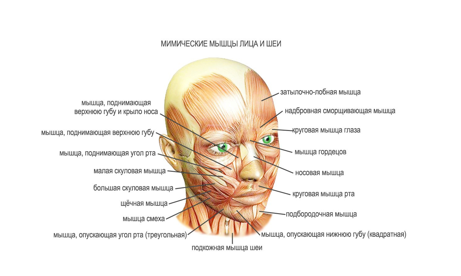 Нервы на лбу. Мышцы лица анатомия для косметологов для массажа. Мышцы лица и шеи анатомия для косметологов. Мимические мышцы лица и мышцы шеи анатомия. Мимические мышцы лица анатомия функции.