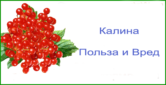 Польза и вред калины. Калина полезные и вредные. Калина польза. Калина польза и вред для здоровья.