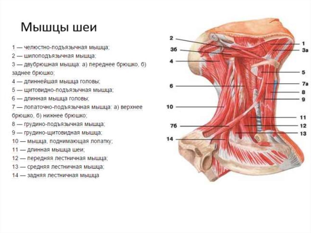 Мышцы шеи анатомия. Глубокие мышцы шеи сбоку. Мышцы шеи спереди анатомия глубокие. Глубокие мышцы шеи сзади анатомия. Поверхностные мышцы шеи сзади анатомия.