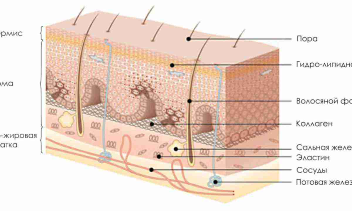 Слои кожи схема