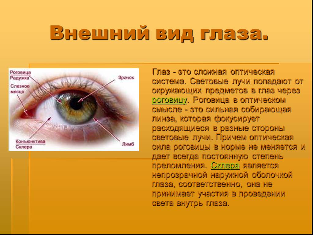 Заболевания органа глаза. Доклад на тему глаз. Внешний вид глаза. Сообщение о органе зрения. Презентация на тему зрение.