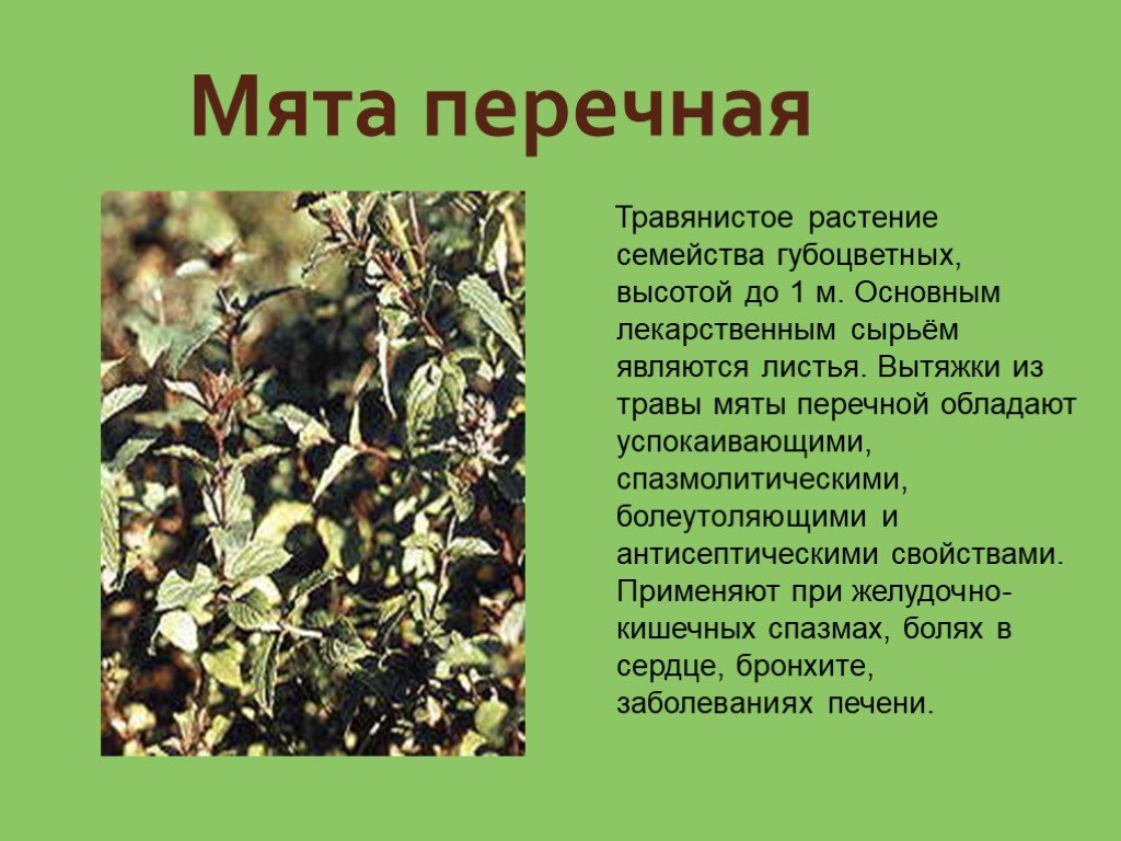 Какие характерные для растений свойства. Лекарственные растения. Лекарственные травы сообщение. Лекарственные растения и их описание. Характеристика лекарственных растений.