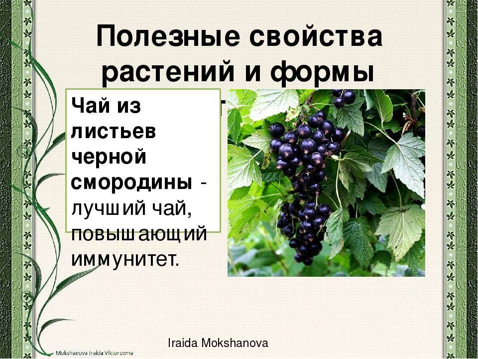 Значение роста в жизни смородины. Смородина листья полезные. Черная смородина лекарственное растение. Смородина чёрная листья. Форма листа черной смородины.