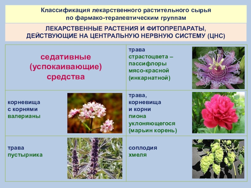 Сырье каких лекарственных растений используется. Классификация лечебных трав. Растения обладающие седативным действием. ЛРС растения. Систематика лекарственных растений.