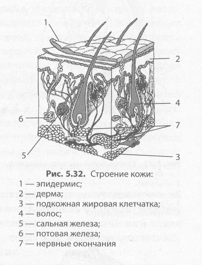 Строение кожи картинка с подписями