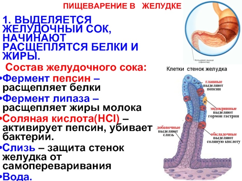 Какую функцию выполняет изображенный на рисунке орган ферментативное расщепление веществ