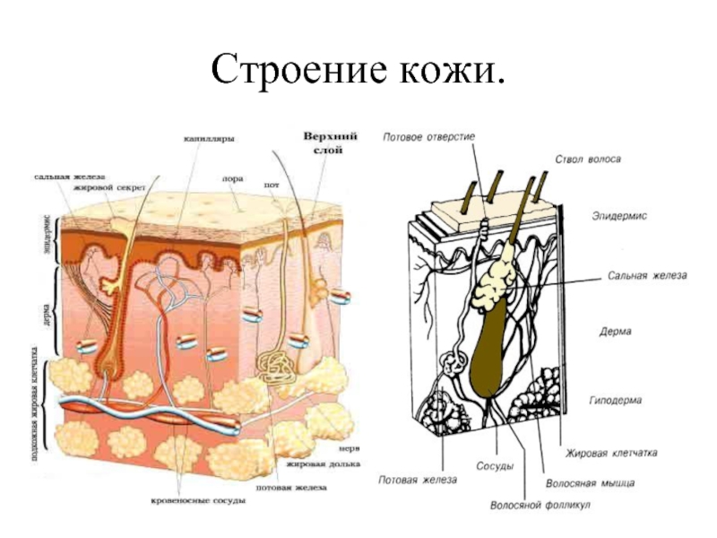 Кожа строение. Покровная система человека анатомия. Строение кожи человека схема с описанием. Структура кожи человека схема. Покровная система строение кожи человека.