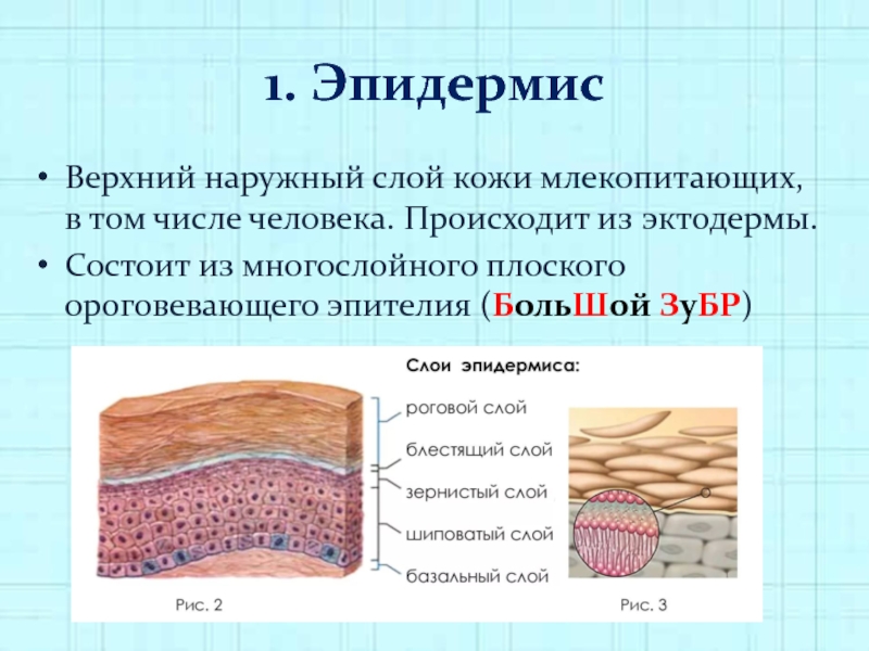 Установите соответствие между слоями кожи и особенностями