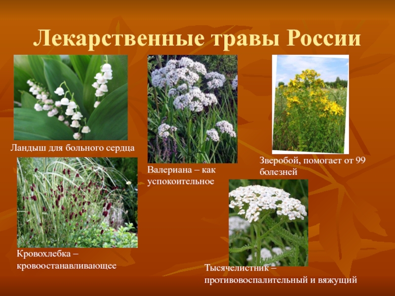 Целебные растения россии фото и описание