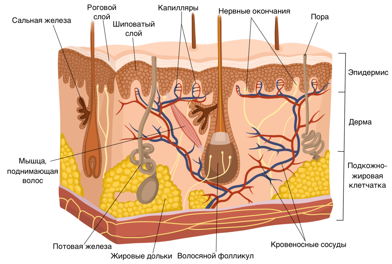 Кровеносные сосуды в каком слое кожи. Эпидермис дерма подкожная клетчатка. Кожа состоит из 3 слоев эпидермис дерма и гиподерма. Кожа схема эпидермис дерма. Строение кожи эпидермис дерма.