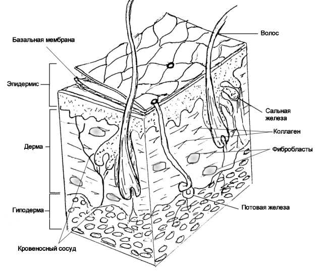 Строение кожи человека рисунок. Строение эпидермиса рисунок. Строение эпидермиса схема. Строение кожи человека чб. Строение кожи человека схема чб.