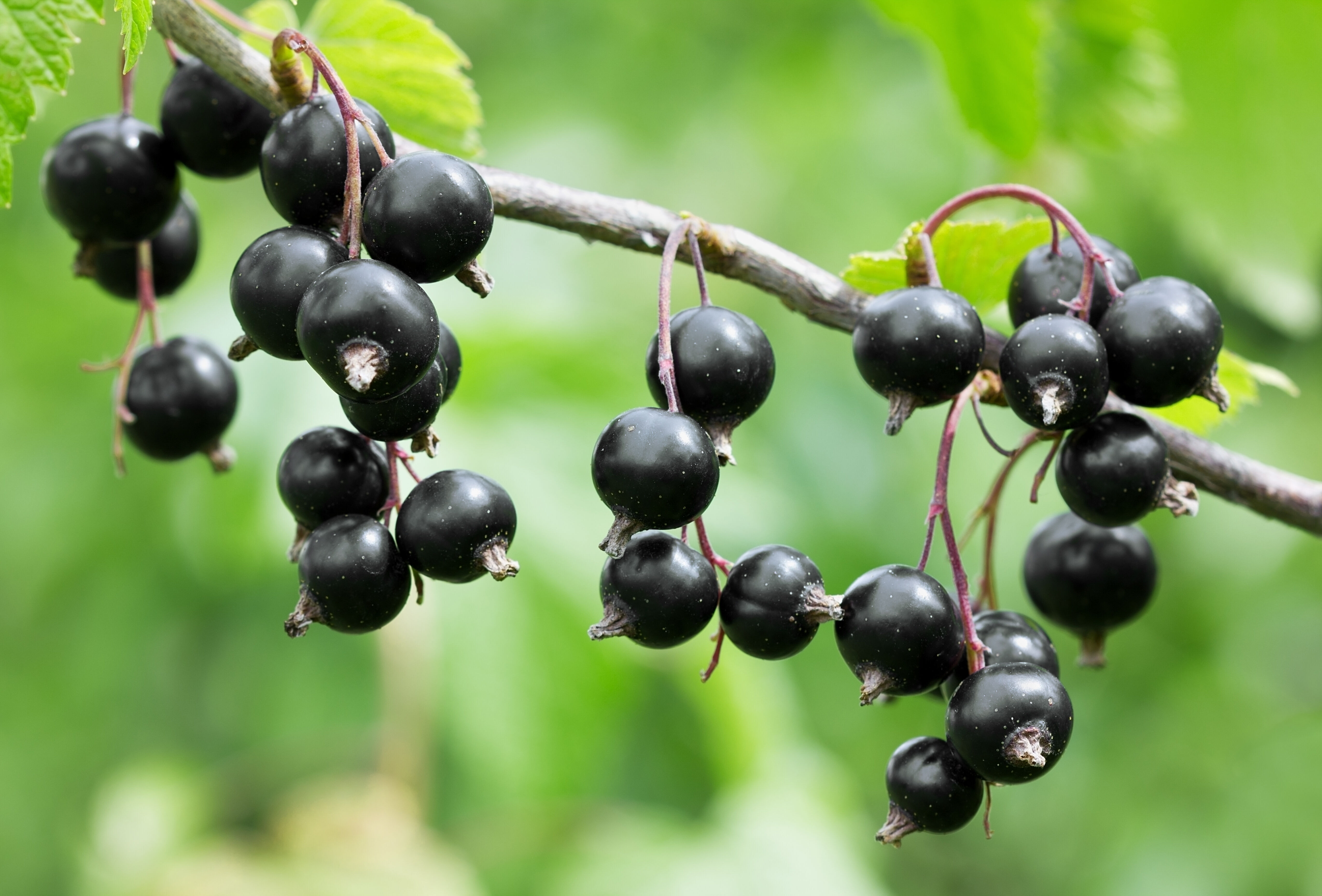 Маленькие черные ягоды. Смородина черная (ribes nigrum). Смородина Кипиана. Смородина чёрная (ríbes nígrum). Black Currant черная смородина.