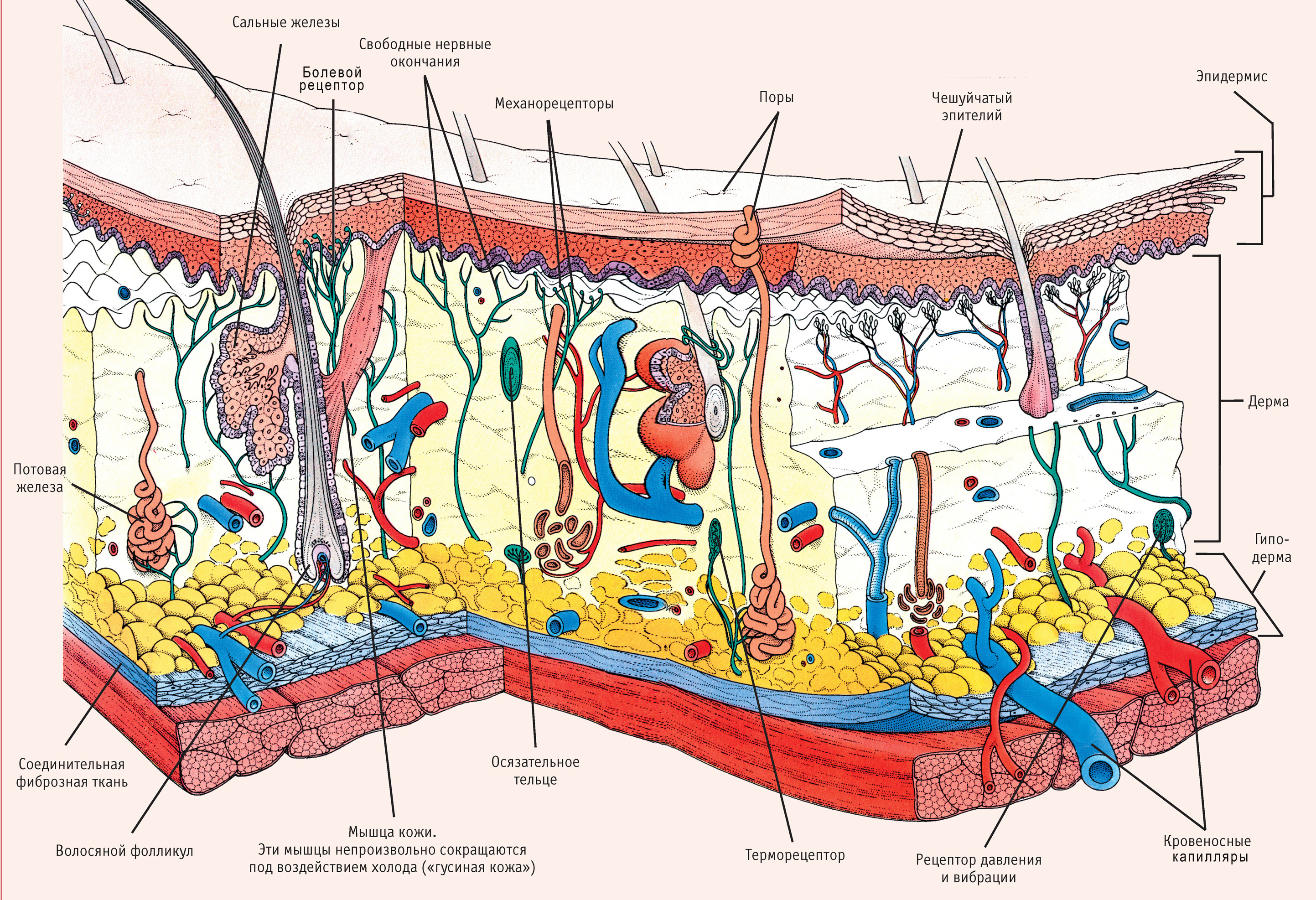 Какими буквами на рисунке обозначены структуры кожи человека выполняющие функции теплорегуляции