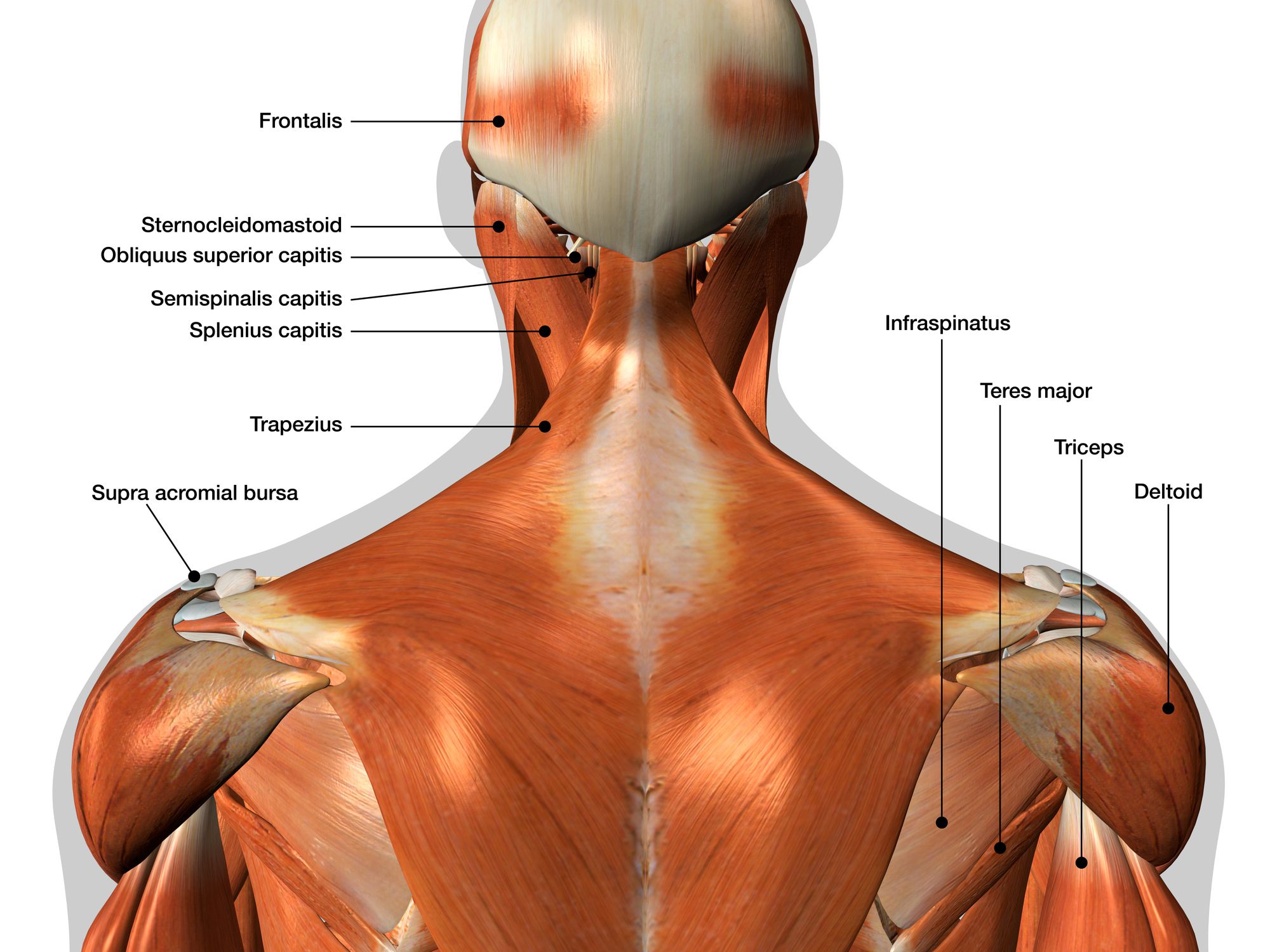 Часть шеи ниже затылка. Трапециевидная мышца шеи. Мышцы шеи анатомия. Мышцы возле шеи.